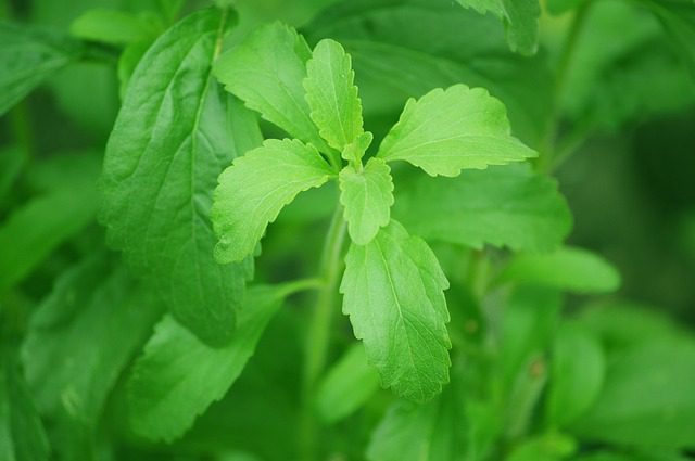 Planta de stevia para sustituir el azúcar